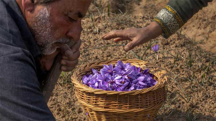 Farmers in Kashmir try growing saffron indoors