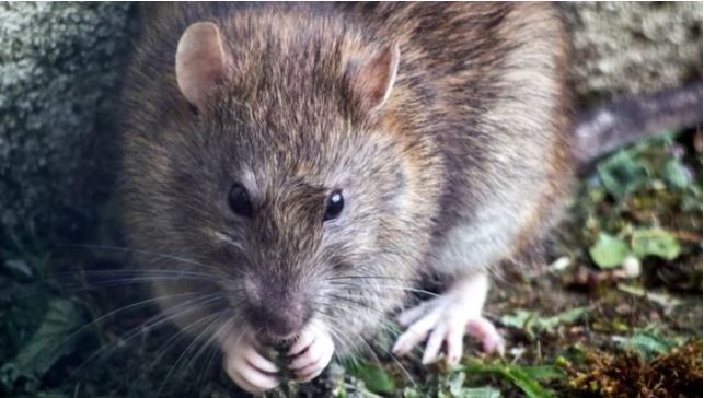 Indian police claims rats ate 500 kilos of confiscated marijuana