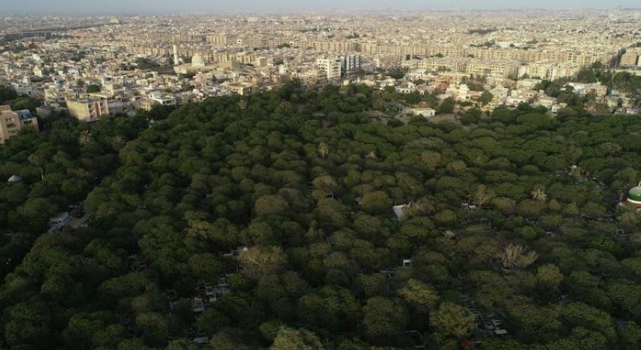 Trees could cut urban heatwave mortality by a third: study